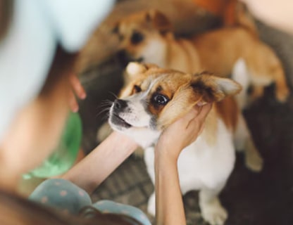 Dog Grooming Service  