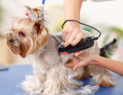 Dog Grooming Service  